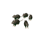 Rats who SPY ON CATS Group Thumbnail