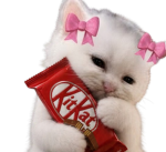 кitty кit каts