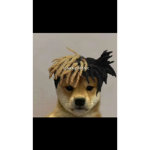 Dog wif hat gang