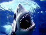 shark fan's