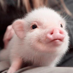Piggie army