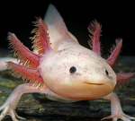 SAVE ALL AXOLOTLS CUZ WE LUV THEM