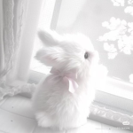 adorb bunnies