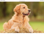Dog are cool join