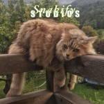 Snakify Studios