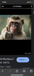 BEST GROUPPP MONKEYSSS
