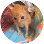 Crusty Cat