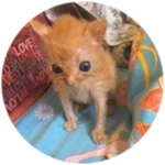 Crusty Cat
