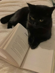 ’cats