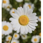 The Little Daisys
