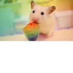 The Fluffy Rainbows