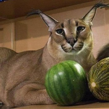 NickMorey4's Place Number: 60