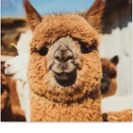 Official Alpaca Group