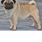 Pugs titans only