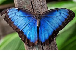 Butterfly Gymnastics!
