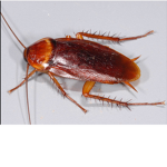 The roach on your floor