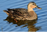Da Coconut Ducks