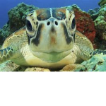 turtle group 2.0