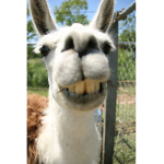 Laughing Llamas cloths