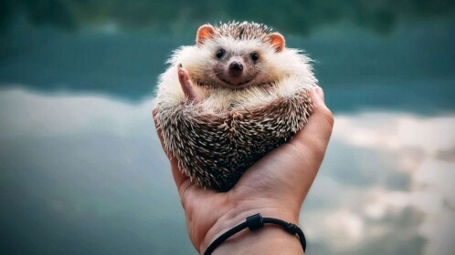 hedgehog city