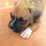 Sean felices