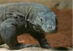 The Komodo Dragons