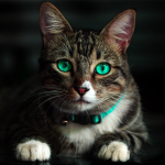 Warrior Cats Legends From Forest Territory