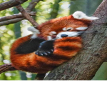 The red pandas :p