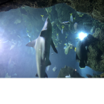 Marine animals!