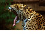The Legendary jaguars