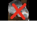 Birds only!!