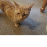 Annie's cat group