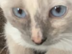 Cat_Person