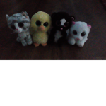 Animal wild life
