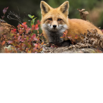 Fox group!!!!