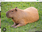 Capybara war