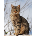 Meow Meow Clan.