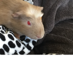 Rosie pet group