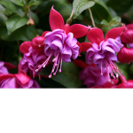 Festive Fuchsia