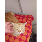 Cute little cat 123 :D