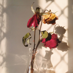 Sad_Flowers