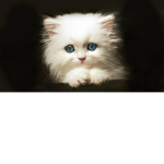 Butter :3