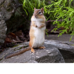 Alvin and the chipmunk