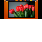 Tulip friendliness for real friends