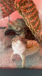 Gwens frog friends!