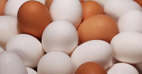 EGG