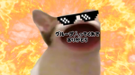 gorilla キャットグループww