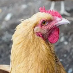 Chill Chicken Game (CCG)