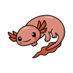 Axolotols swim