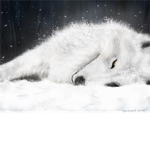 Beautiful Dead Werewolf Pack